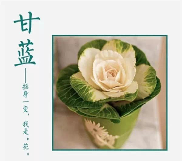 吃不完，養起來，剩菜也能變盆栽！