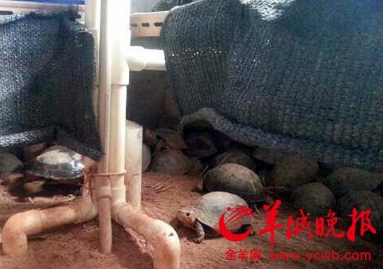 房屋內(nèi)鋪滿沙土，墻角擠滿土色的烏龜。羊城晚報(bào)記者王俊偉攝(翻拍業(yè)主視頻)
