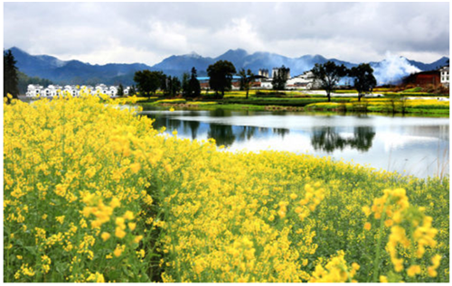 賞不了油菜花? 法恩莎衛浴“飄”來自然之美