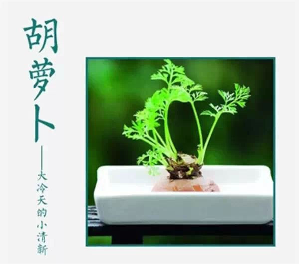 吃不完，養起來，剩菜也能變盆栽！