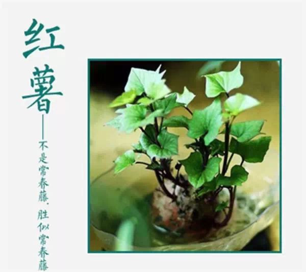 吃不完，養起來，剩菜也能變盆栽！