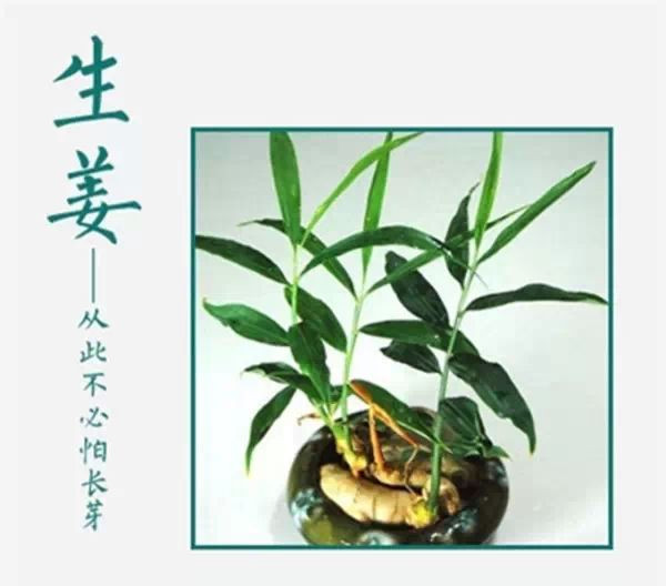 吃不完，養起來，剩菜也能變盆栽！