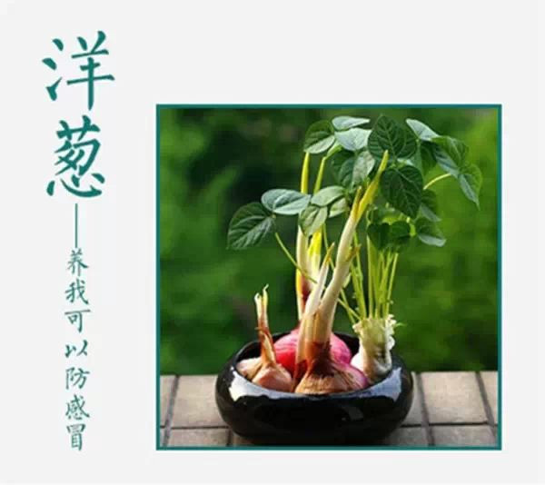 吃不完，養起來，剩菜也能變盆栽！